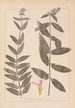 Herbier de la flore française Pl0849 - Louis Antoine Cusin — visning af kunstværket