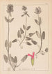 Herbier af den franske flora Pl0861 - Louis Antoine Cusin — visning af kunstværket