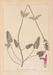 Herbier de la flore française Pl0862 - Louis Antoine Cusin — visning af kunstværket