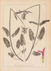 Herbier de la flore française Pl0863 - Louis Antoine Cusin — visning af kunstværket