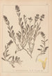 Herbier de la flore française Pl0873 - Louis Antoine Cusin — visning af kunstværket