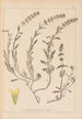 Herbier de la flore française Pl0874 - Louis Antoine Cusin — visning af kunstværket
