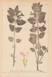 Herbier de la flore française Pl0878 - Louis Antoine Cusin — visning af kunstværket