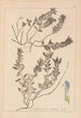 Herbier de la flore française Pl0879 - Louis Antoine Cusin — visning af kunstværket