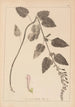 Herbier af den franske flora Pl0880 - Louis Antoine Cusin — visning af kunstværket