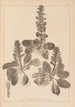 Herbier de la flore française Pl0895 - Louis Antoine Cusin — visning af kunstværket