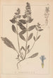 Herbier de la flore française Pl0896 - Louis Antoine Cusin — visning af kunstværket