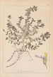 Herbier de la flore française Pl0903 - Louis Antoine Cusin — visning af kunstværket