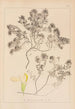 Herbier de la flore française Pl0912 - Louis Antoine Cusin — visning af kunstværket