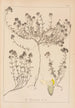Herbier de la flore française Pl0914 - Louis Antoine Cusin — visning af kunstværket