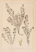 Herbier de la flore française Pl0915 - Louis Antoine Cusin — visning af kunstværket