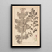 Herbier de la flore française Pl0916 - Louis Antoine Cusin — indrammet kunstværk på væggen