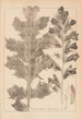 Herbier de la flore française Pl0916 - Louis Antoine Cusin — visning af kunstværket