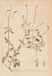 Herbier af den franske flora Pl0917 - Louis Antoine Cusin — visning af kunstværket