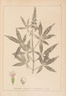 Herbier de la flore française Pl0918 - Louis Antoine Cusin — visning af kunstværket
