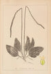 Herbier de la flore française Pl0922 - Louis Antoine Cusin — visning af kunstværket