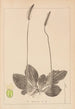 Herbier af den franske flora Pl0923 - Louis Antoine Cusin — visning af kunstværket