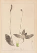 Herbier de la flore française Pl0924 - Louis Antoine Cusin — visning af kunstværket