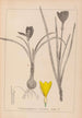 Herbier de la flore française Pl0958 - Louis Antoine Cusin — visning af kunstværket