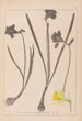 Herbier de la flore française Pl0960 - Louis Antoine Cusin — visning af kunstværket