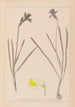 Herbier af den franske flora Pl0961 - Louis Antoine Cusin — visning af kunstværket