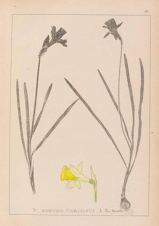 Louis Antoine Cusin - Herbier de la flore franaise Pl0961.webp