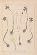Herbier af den franske flora Pl0969 - Louis Antoine Cusin — visning af kunstværket