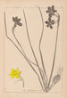 Herbier de la flore française Pl0970 - Louis Antoine Cusin — visning af kunstværket