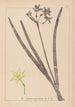 Herbier de la flore française Pl0971 - Louis Antoine Cusin — visning af kunstværket