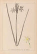 Herbier de la flore française Pl0972 - Louis Antoine Cusin — visning af kunstværket