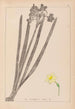 Herbier de la flore française Pl0973 - Louis Antoine Cusin — visning af kunstværket