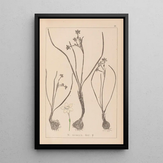 Louis Antoine Cusin - Herbier de la flore franaise Pl0974.webp