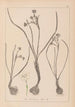 Herbier de la flore française Pl0974 - Louis Antoine Cusin — visning af kunstværket
