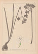 Herbier de la flore française Pl0975 - Louis Antoine Cusin — visning af kunstværket