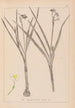 Herbier de la flore française Pl0976 - Louis Antoine Cusin — visning af kunstværket