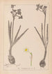 Herbier af den franske flora Pl0977 - Louis Antoine Cusin — visning af kunstværket