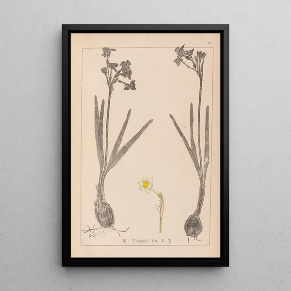 Louis Antoine Cusin - Herbier de la flore franaise Pl0977.webp