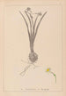 Herbier de la flore française Pl0978 - Louis Antoine Cusin — visning af kunstværket