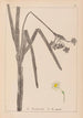 Herbier de la flore française Pl0979 - Louis Antoine Cusin — visning af kunstværket