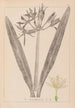 Herbier de la flore française Pl0980 - Louis Antoine Cusin — visning af kunstværket