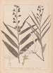Herbier af den franske flora Pl0983 - Louis Antoine Cusin — visning af kunstværket