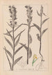 Herbier de la flore française Pl0984 - Louis Antoine Cusin — visning af kunstværket