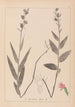 Herbier de la flore française Pl0985 - Louis Antoine Cusin — visning af kunstværket