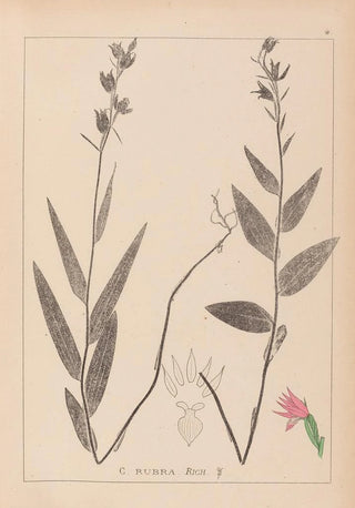 Louis Antoine Cusin - Herbier de la flore franaise Pl0985.webp
