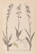 Herbier af den franske flora Pl0986 - Louis Antoine Cusin — visning af kunstværket