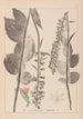 Herbier af den franske flora Pl0987 - Louis Antoine Cusin — visning af kunstværket