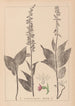 Herbier af den franske flora Pl0988 - Louis Antoine Cusin — visning af kunstværket