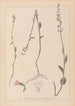 Herbier de la flore française Pl0989 - Louis Antoine Cusin — visning af kunstværket