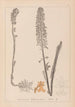 Herbier de la flore française Pl0990 - Louis Antoine Cusin — visning af kunstværket