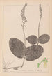 Herbier de la flore française Pl0991 - Louis Antoine Cusin — visning af kunstværket